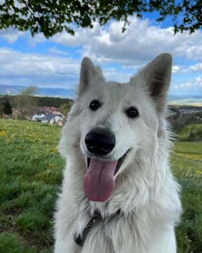 Ruby — Mascotte PawBand, application de rencontres pour animaux en Suisse