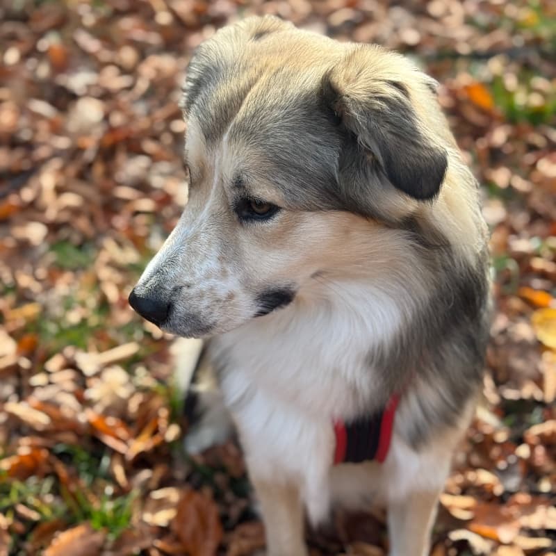 Mylo