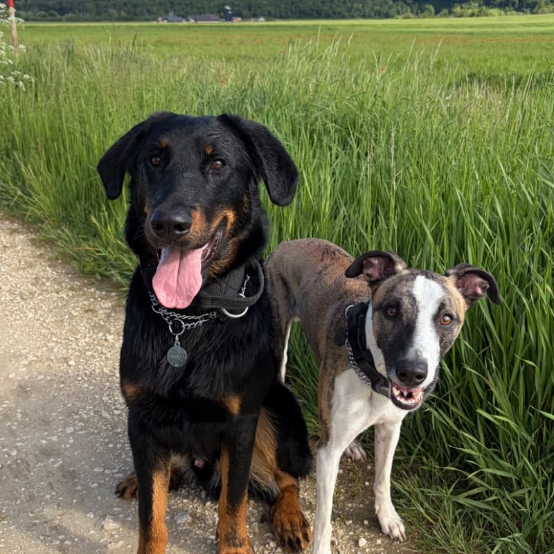 Tino & Deyko