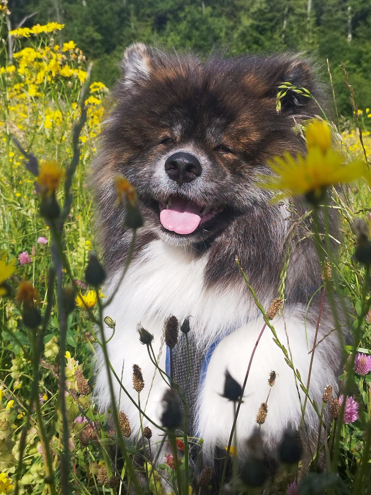 Ludwig