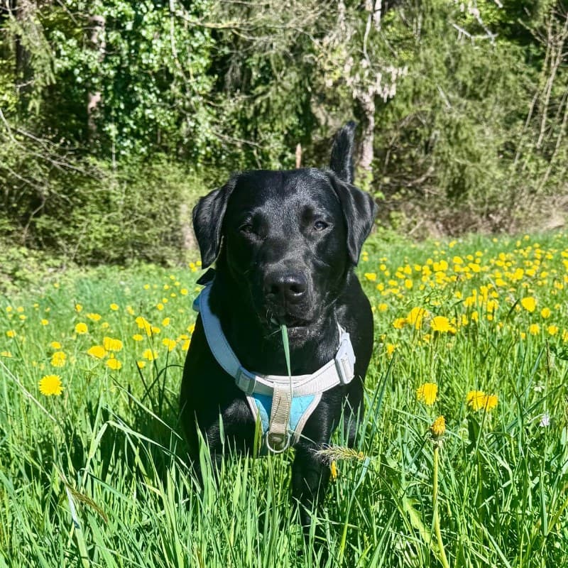 Nemo