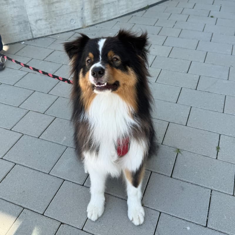 Balto