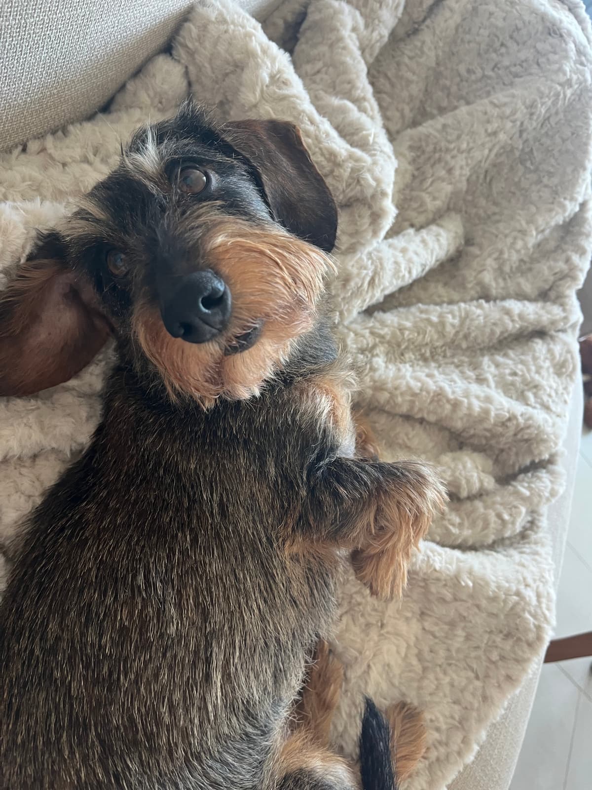 Igor