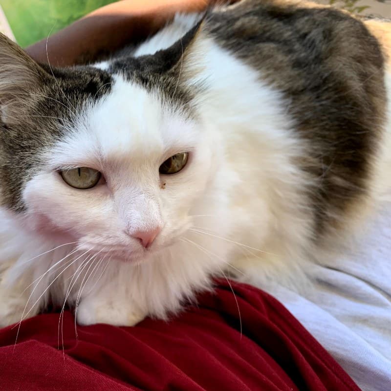 Maya